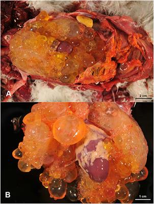 Case Report: Multiple Cavernous Pericardial Lymphangioma (Pericardial Lymphangiomatosis) in a Captive Peregrine Falcon (Falco peregrinus brookei)